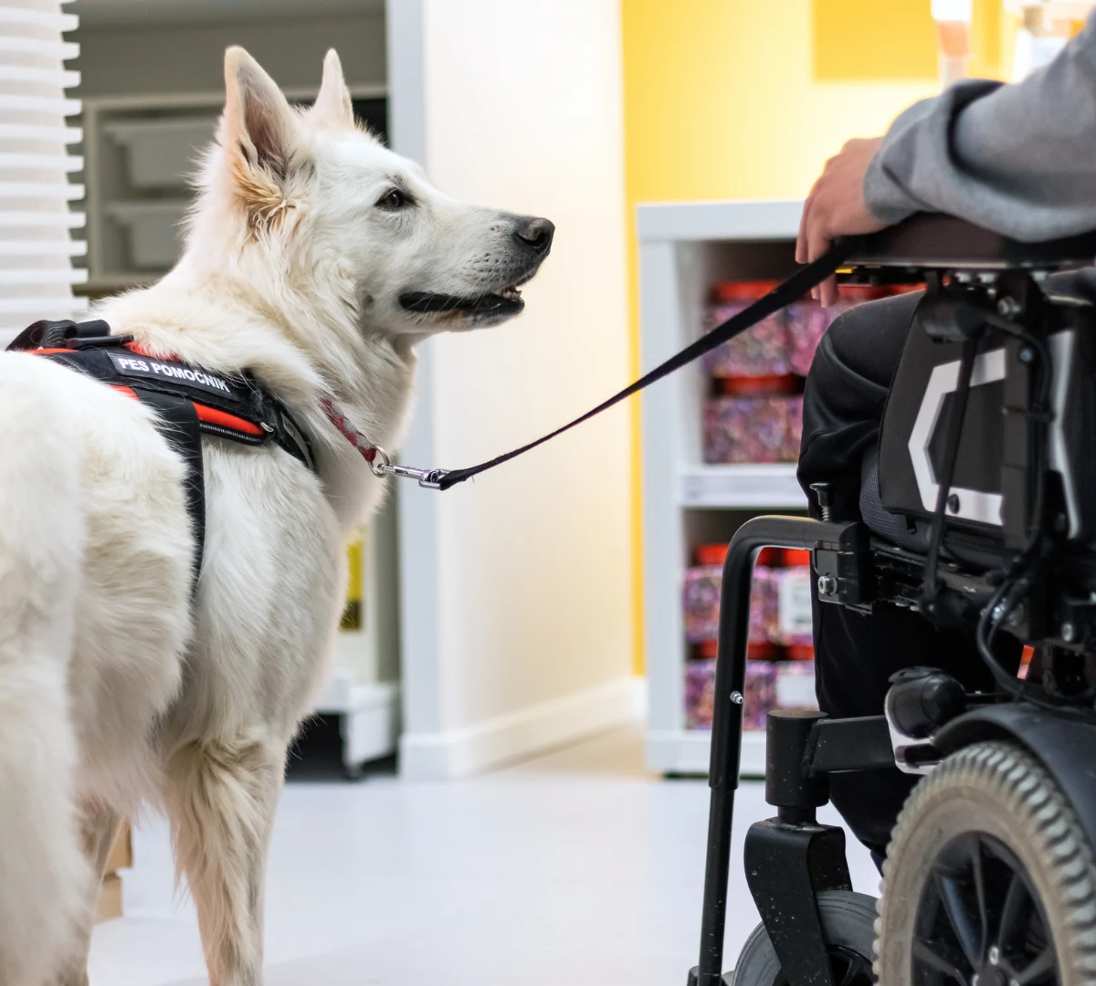 Assistance dog with man in wheelchair